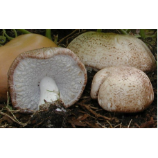 Мицелий Шампиньона миндального  (Аgaricus subrufescens)